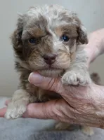 Chocolate merle , a male Poodle - Toy  for sale in Colcord, OK – Photo 1 of 10