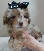 RAREST IN THE WORLD , a male Poodle - Toy  for sale in Colcord, OK – Photo 7 of 10