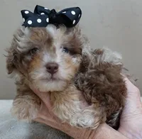 RAREST IN THE WORLD , a male Poodle - Toy  for sale in Colcord, OK – Photo 6 of 10