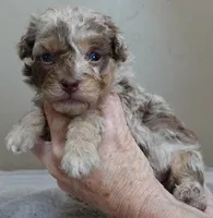 Chocolate merle , a male Poodle - Toy  for sale in Colcord, OK – Photo 7 of 10