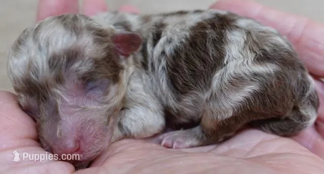 Chocolate merle FULL RIGHTS