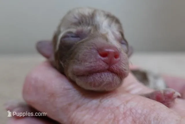 Chocolate merle FULL RIGHTS