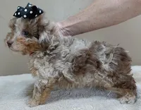 RAREST IN THE WORLD , a male Poodle - Toy  for sale in Colcord, OK – Photo 3 of 10