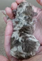 Chocolate merle FULL RIGHTS, a male Poodle - Toy  for sale in Colcord, OK – Photo 5 of 5