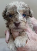 Chocolate merle , a male Poodle - Toy  for sale in Colcord, OK – Photo 9 of 10