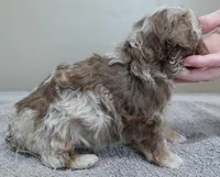 Chocolate merle , a male Poodle - Toy  for sale in Colcord, OK – Photo 5 of 10