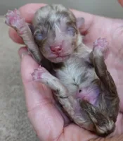 Chocolate merle FULL RIGHTS, a male Poodle - Toy  for sale in Colcord, OK – Photo 1 of 5