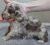 Chocolate merle , a male Poodle - Toy  for sale in Colcord, OK – Photo 4 of 10