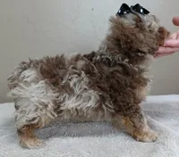 RAREST IN THE WORLD , a male Poodle - Toy  for sale in Colcord, OK – Photo 4 of 10