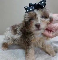 RAREST IN THE WORLD , a male Poodle - Toy  for sale in Colcord, OK – Photo 5 of 10