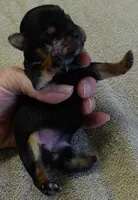 Blossom, a female Yorkshire Terrier for sale in Colcord, OK – Photo 2 of 9