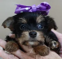 TEACUP Blossom, a female Yorkshire Terrier for sale in Colcord, OK – Photo 7 of 10