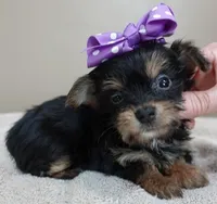 TEACUP Blossom, a female Yorkshire Terrier for sale in Colcord, OK – Photo 6 of 10