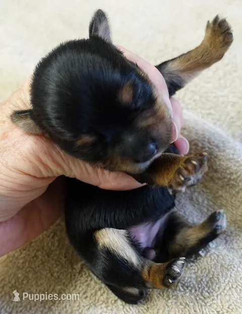 Blossom, a female Yorkshire Terrier for sale in Colcord, OK – Photo 1 of 9