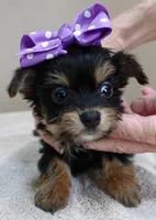 TEACUP Blossom, a female Yorkshire Terrier for sale in Colcord, OK – Photo 5 of 10