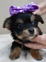 TEACUP Blossom, a female Yorkshire Terrier for sale in Colcord, OK – Photo 2 of 10