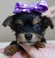 TEACUP Blossom, a female Yorkshire Terrier for sale in Colcord, OK – Photo 1 of 10