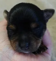 Blossom, a female Yorkshire Terrier for sale in Colcord, OK – Photo 7 of 9