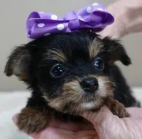 TEACUP Blossom, a female Yorkshire Terrier for sale in Colcord, OK – Photo 8 of 10