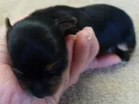 Blossom, a female Yorkshire Terrier for sale in Colcord, OK – Photo 8 of 9