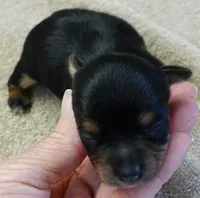 Blossom, a female Yorkshire Terrier for sale in Colcord, OK – Photo 6 of 9