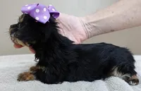 TEACUP Blossom, a female Yorkshire Terrier for sale in Colcord, OK – Photo 9 of 10