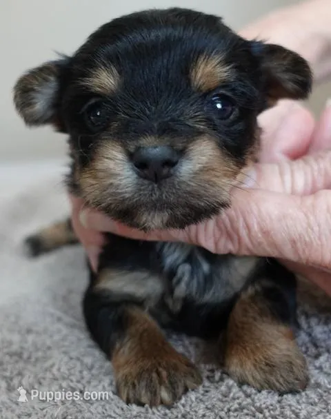 Blossom – Yorkshire Terrier puppy for sale in Colcord, OK