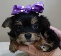 TEACUP Blossom, a female Yorkshire Terrier for sale in Colcord, OK – Photo 3 of 10
