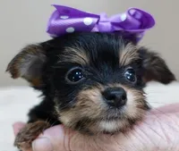 TEACUP Blossom, a female Yorkshire Terrier for sale in Colcord, OK – Photo 4 of 10