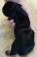 Blossom, a female Yorkshire Terrier for sale in Colcord, OK – Photo 9 of 9