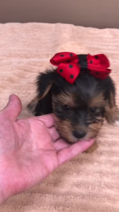 Ziggy 2 lbs 1 ounce, a male Yorkshire Terrier for sale in Colcord, OK – 10 of 10