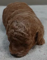 Zara red 1 lb 6 ozs, a female Poodle - Toy  for sale in Colcord, OK – 3 of 10