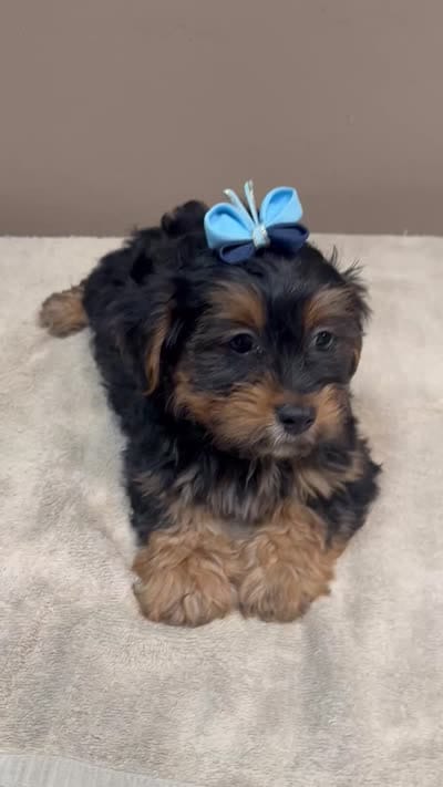 needs home 1, a male Yorkshire Terrier for sale in Colcord, OK – 10 of 10