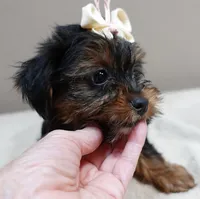 huge lover dog door trained , a female Yorkshire Terrier for sale in Colcord, OK – 6 of 10