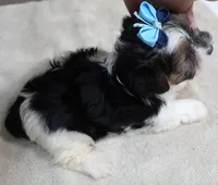 Eli parti, a male Yorkshire Terrier for sale in Colcord, OK – 6 of 10