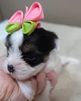 Kiva 14 ounces, a female Yorkshire Terrier for sale in Colcord, OK – 4 of 10
