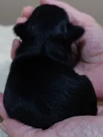 Molly 9 ounces , a female Yorkshire Terrier for sale in Colcord, OK – 6 of 6