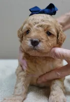 Loki dark red, a male Poodle - Toy  for sale in Colcord, OK – 8 of 10