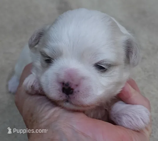Brynn – Maltese puppy for sale in Colcord, OK