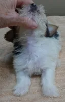 Panda , a female Yorkshire Terrier for sale in Colcord, OK – 5 of 10