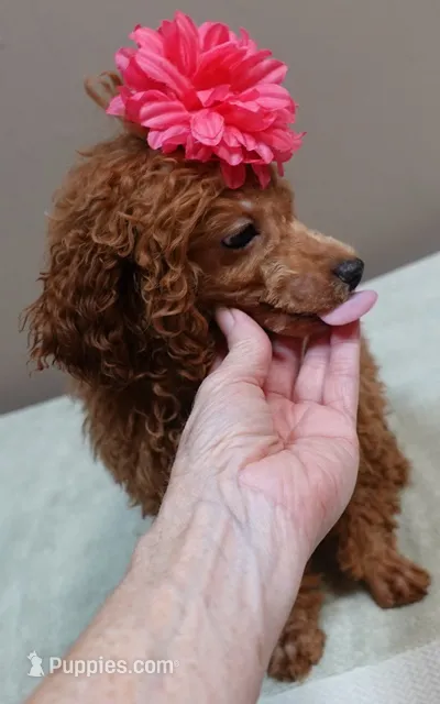 Deep Red – Poodle - Toy  puppy for sale in Colcord, OK