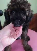Lola, a female Poodle - Miniature  for sale in Colcord, OK – 6 of 10