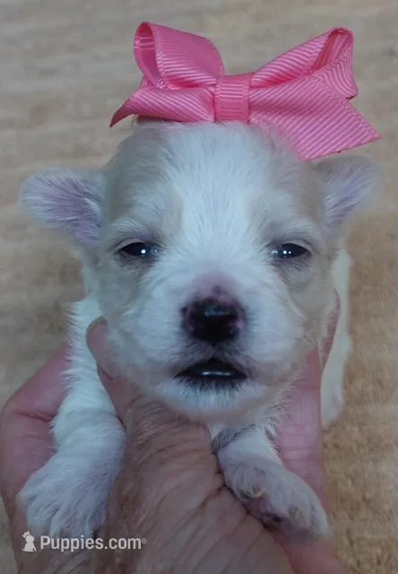 Kali – Maltipoo puppy for sale in Colcord, OK