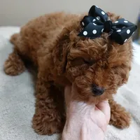 Deep Red, a male Poodle - Toy  for sale in Colcord, OK – 6 of 10