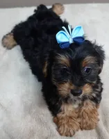 needs home 1, a male Yorkshire Terrier for sale in Colcord, OK – 7 of 10