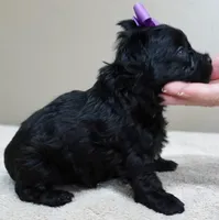TEACUP Emmy, a female Maltipoo for sale in Colcord, OK – Photo 5 of 10
