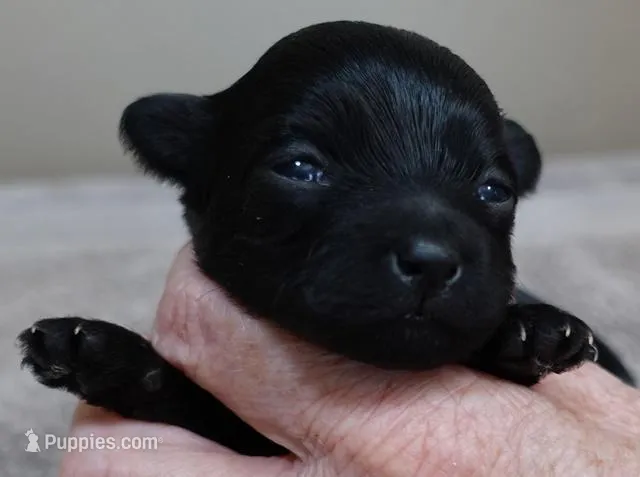 Emmy – Maltipoo puppy for sale in Colcord, OK