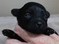 Emmy, a female Maltipoo for sale in Colcord, OK – Photo 1 of 10