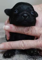 Emmy, a female Maltipoo for sale in Colcord, OK – Photo 8 of 10