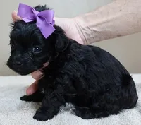 TEACUP Emmy, a female Maltipoo for sale in Colcord, OK – Photo 4 of 10